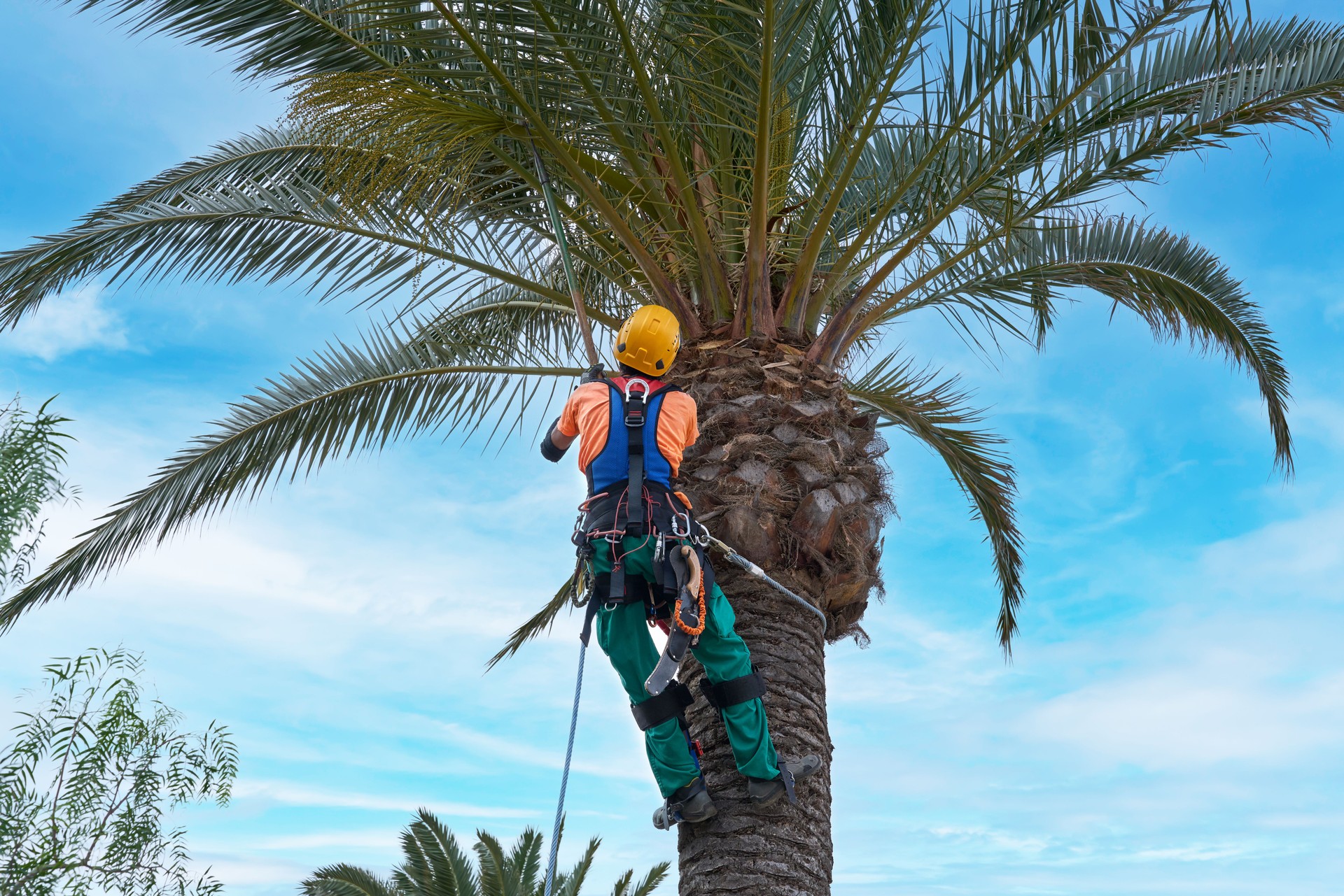 Arboricultor asegurado con ropa protectora trabajando en una palmera alta
